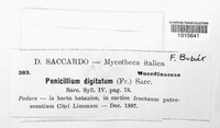 Penicillium digitatum image